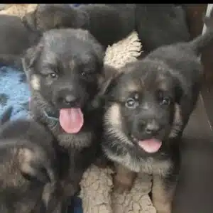 Duitse herder pups