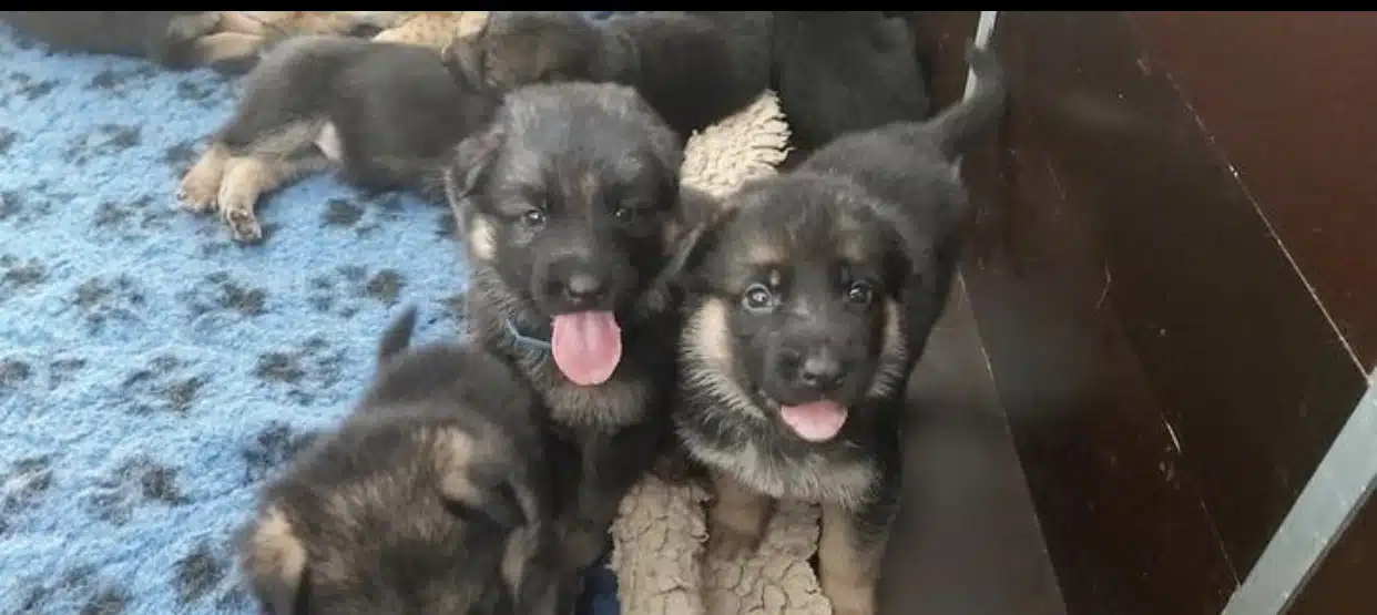 Duitse herder pups