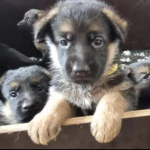 Duitse herder pups