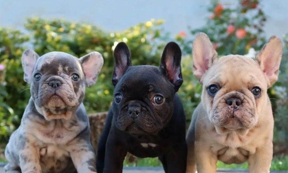 Prachtige Franse Bulldog-puppy’s