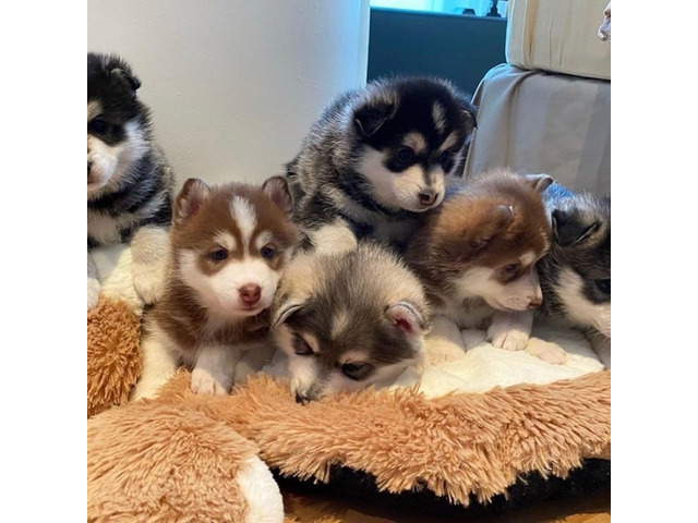 Aanhankelijke Pomsky-puppy’s