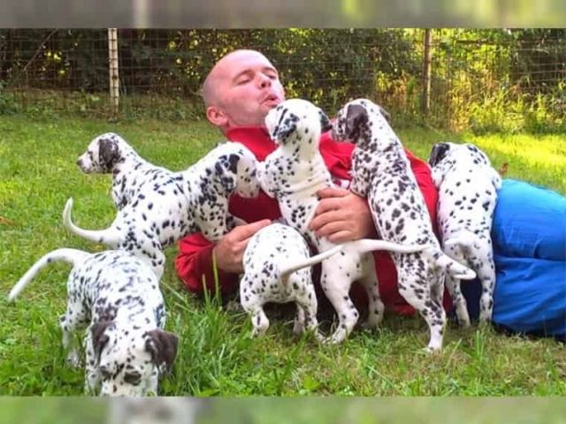 Dalmatische puppy’s