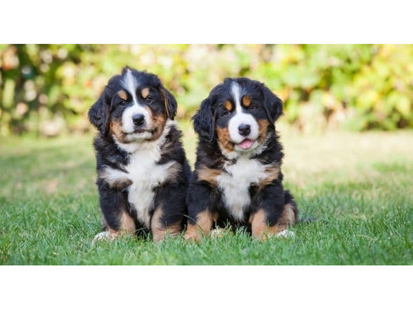 Berner Mountain Puppies geregistreerd,