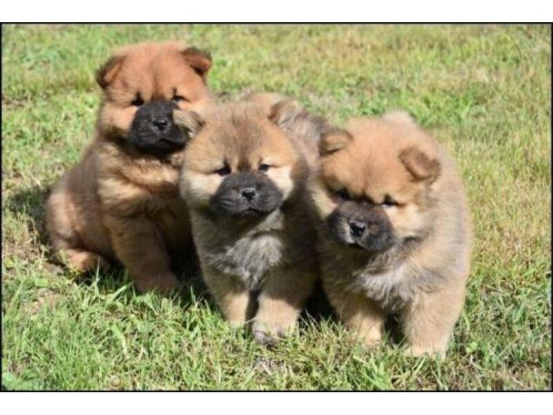 Chow Chow pups te koop