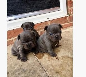 Prachtige Franse Bulldog-puppy’s