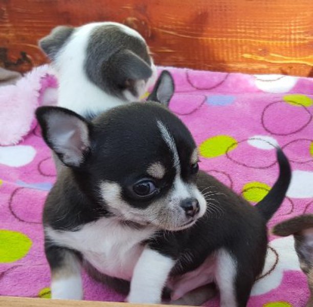 Chihuahua pup te koop