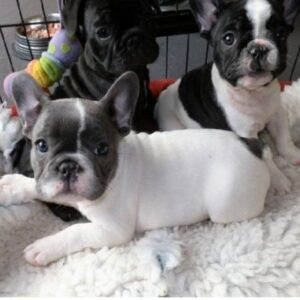 Prachtige Franse Bulldog-puppy’s