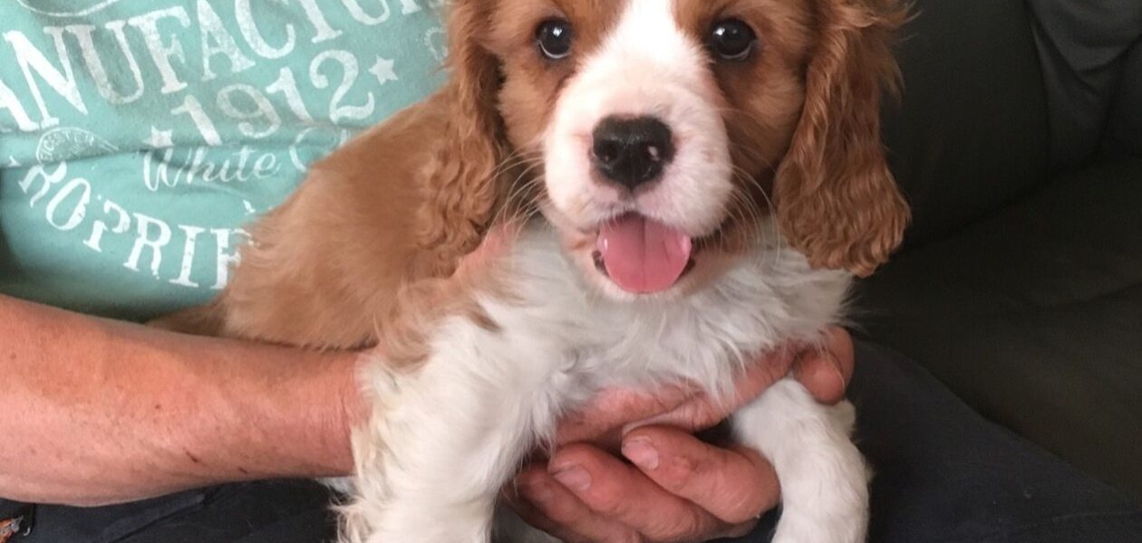 Schattige Cavalier King Charles Spaniel-puppy’s