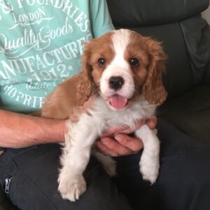 Schattige Cavalier King Charles Spaniel-puppy’s