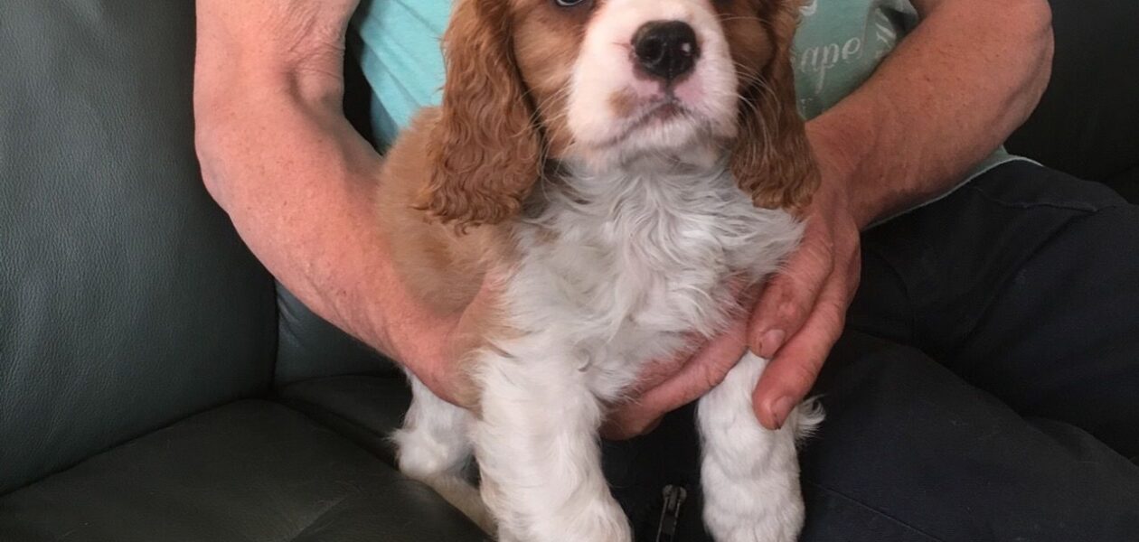 Schattige Cavalier King Charles Spaniel-puppy’s