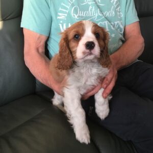 Schattige Cavalier King Charles Spaniel-puppy’s