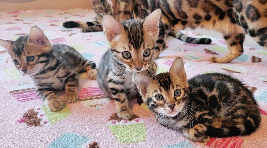 Bengaalse kittens