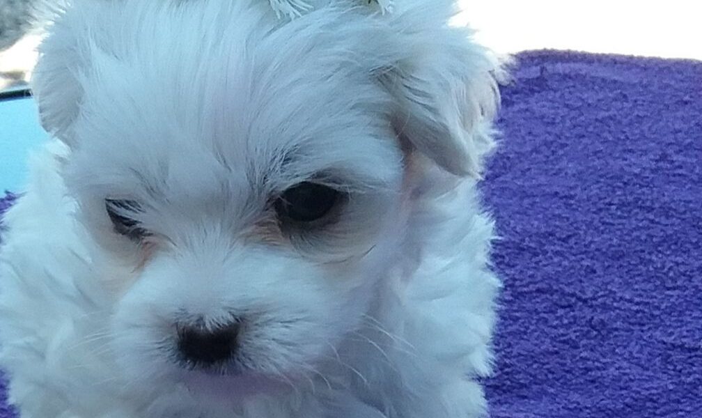 Leuke Maltese puppy’s te koop