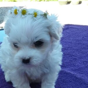 Leuke Maltese puppy’s te koop