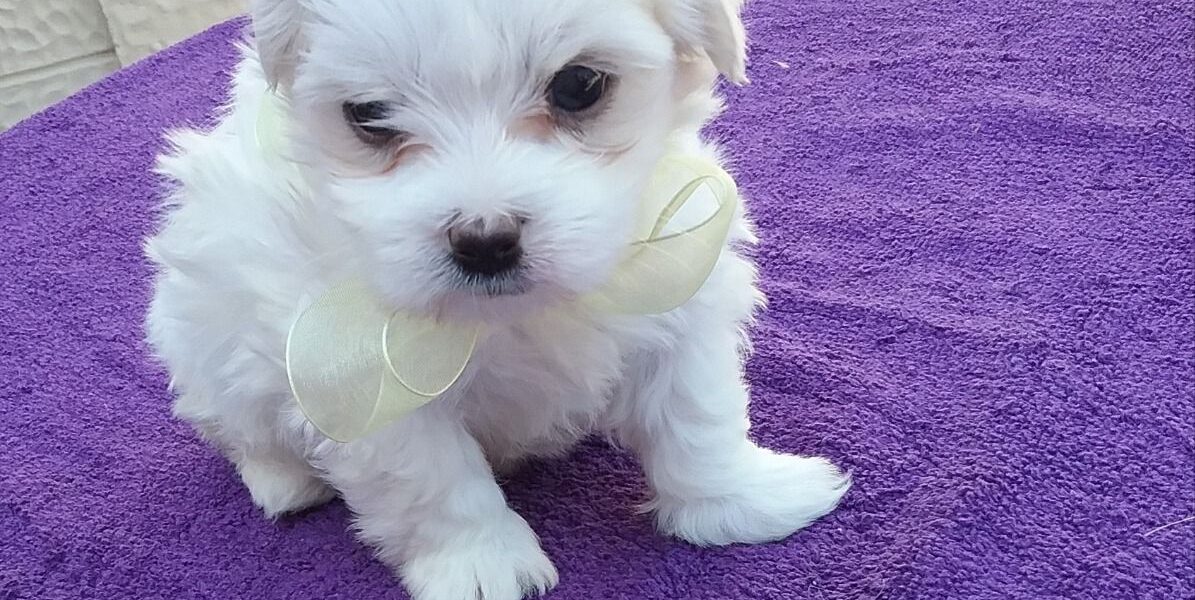 Leuke Maltese puppy’s te koop