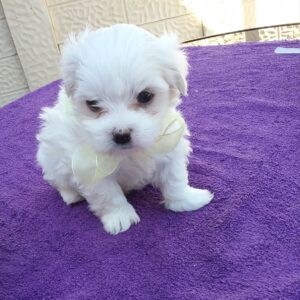 Leuke Maltese puppy’s te koop