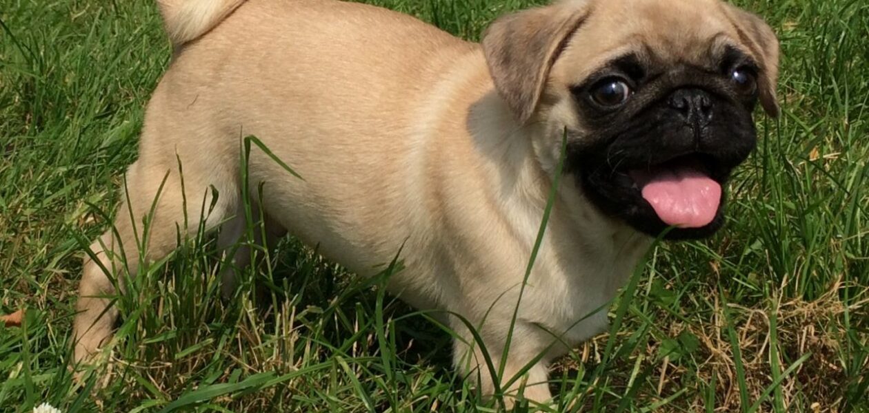 Pug-puppy’s te koop