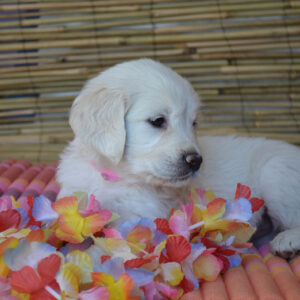 Golden Retrievers-puppy’s te koop