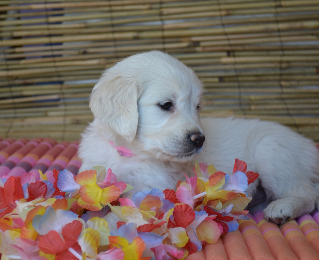 Golden Retrievers-puppy’s te koop