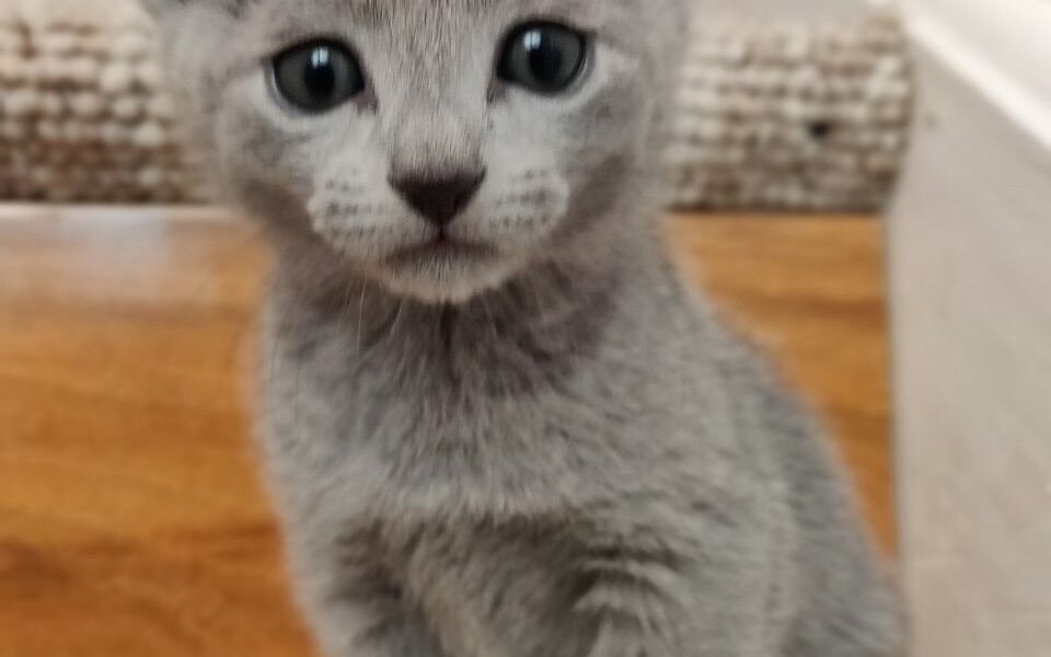 Russisch blauw kitten, volledige stamboompapieren