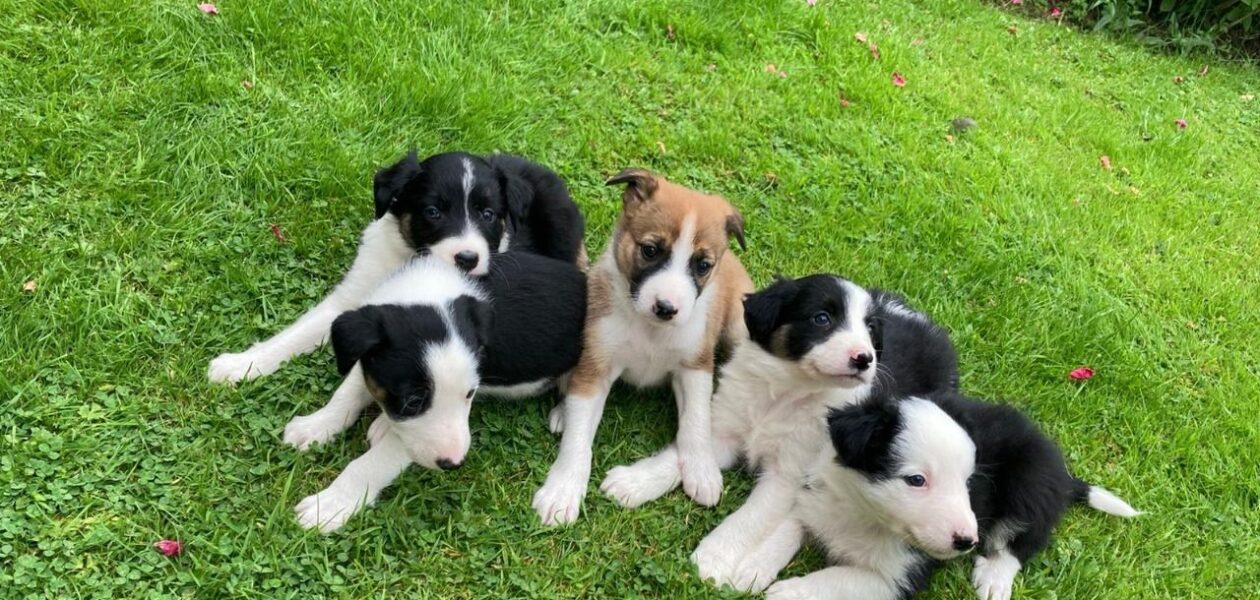 Kc geregistreerde border collie-puppy’s