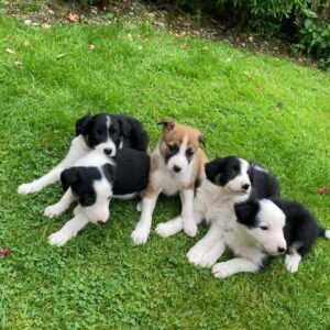 Kc geregistreerde border collie-puppy’s