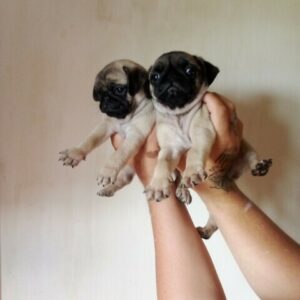 Mooie KC Pedigree pug-puppy’s