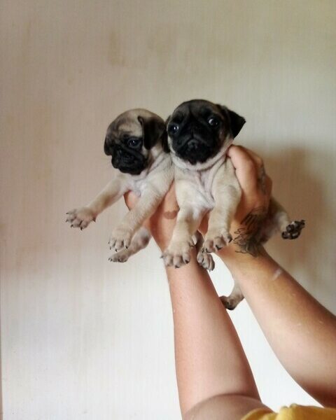 Mooie KC Pedigree pug-puppy’s