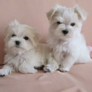 Schattige Maltese puppy’s