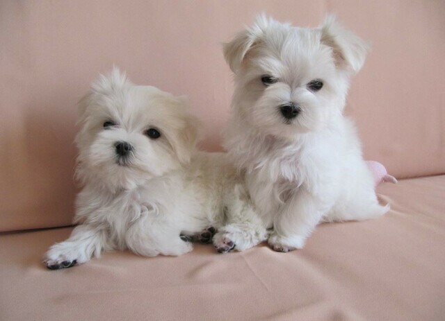 Schattige Maltese puppy’s