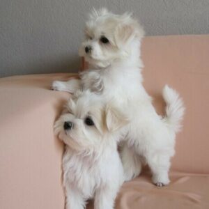 Schattige Maltese puppy’s