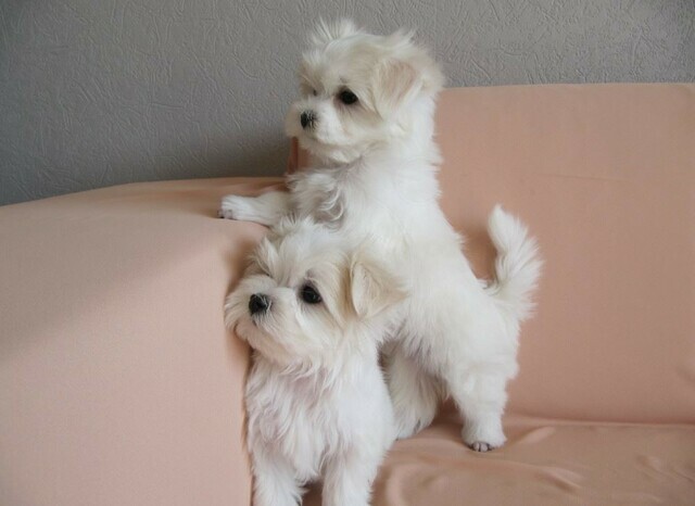 Schattige Maltese puppy’s