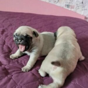 Mooie KC Pedigree pug-puppy’s