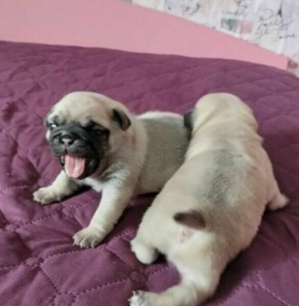 Mooie KC Pedigree pug-puppy’s