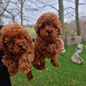 Zuivere Rode Pedigree Toy Poodle-puppy’s