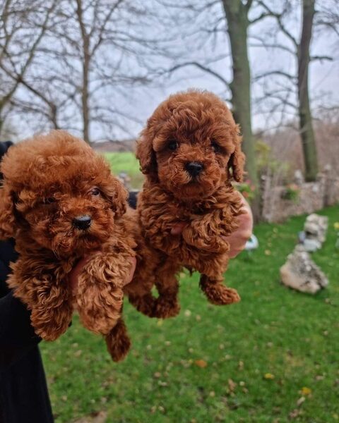 Zuivere Rode Pedigree Toy Poodle-puppy’s