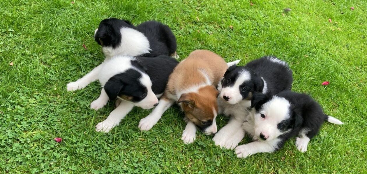 Kc geregistreerde border collie-puppy’s