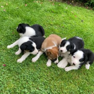 Kc geregistreerde border collie-puppy’s