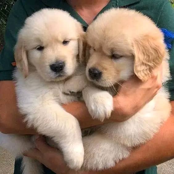 Prachtige licht golden retriever-puppy’s