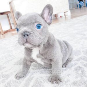 Mooie franse bulldog-puppy’s