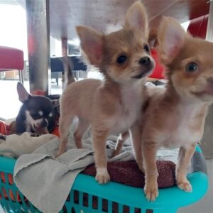 Prachtige chihuahua-puppy’s met stamboom