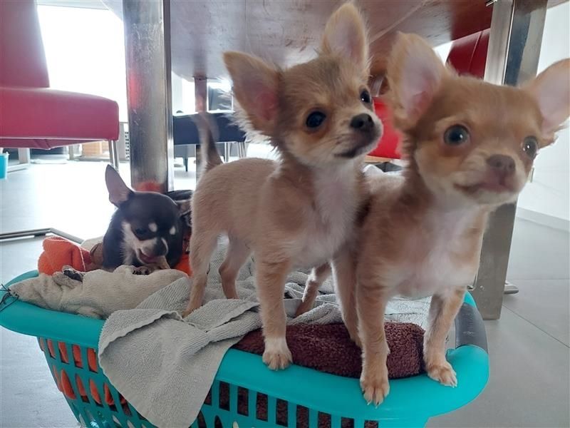 Prachtige chihuahua-puppy’s met stamboom