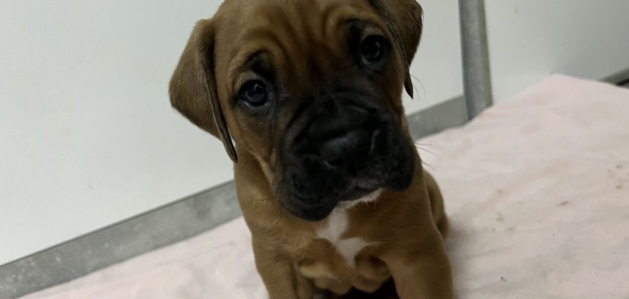 Mooie KC Pedigree Boxer-puppy’s