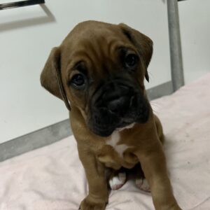 Mooie KC Pedigree Boxer-puppy’s