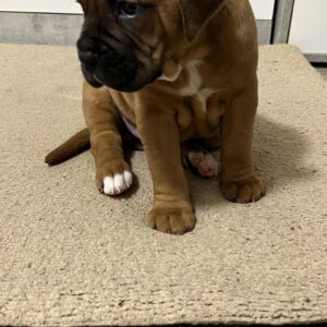 Mooie KC Pedigree Boxer-puppy’s