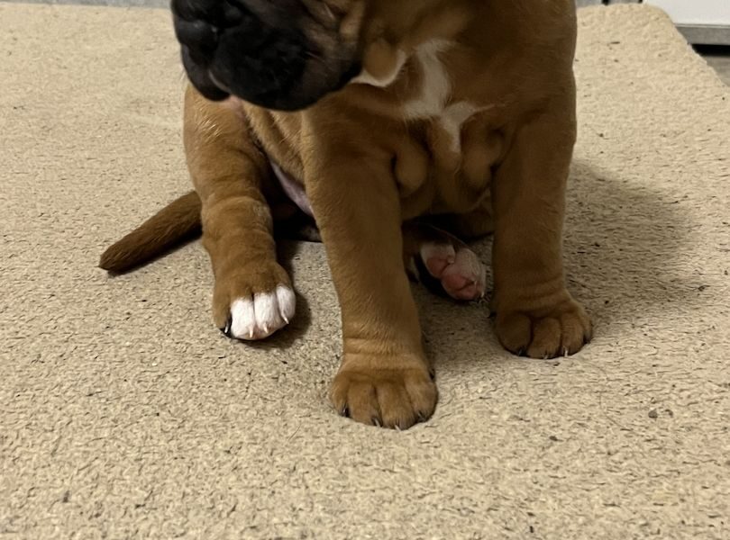 Mooie KC Pedigree Boxer-puppy’s