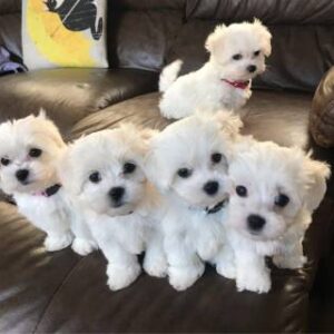 Schattige Maltese puppy’s