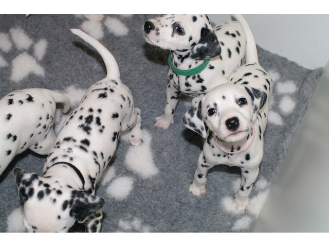 Dalmatische puppy’s