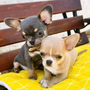 Prachtige chihuahua-puppy’s met stamboom