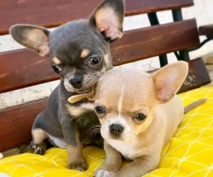 Prachtige chihuahua-puppy’s met stamboom